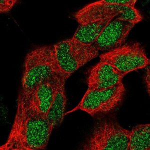 Anti-ZNF184 antibody produced in rabbit 