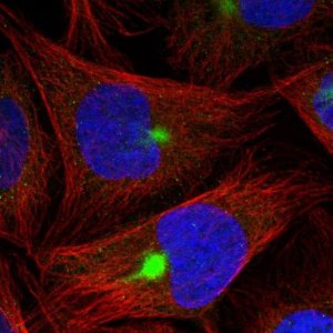 Anti-ZNF189 antibody produced in rabbit 