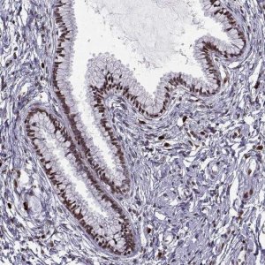 Anti-ZNF19 antibody produced in rabbit 