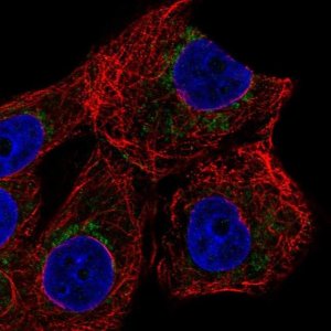 Anti-ZNF19 antibody produced in rabbit 