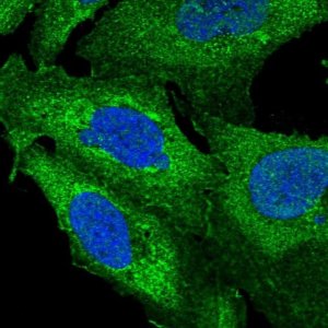 Anti-ZNF2 antibody produced in rabbit 