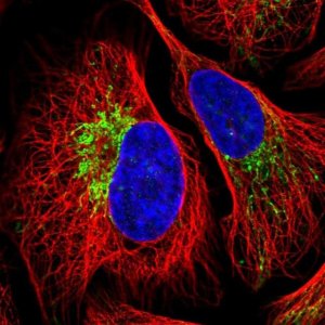 Anti-ZNF211 antibody produced in rabbit 