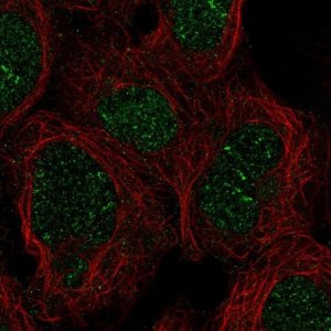 Anti-ZNF212 antibody produced in rabbit 