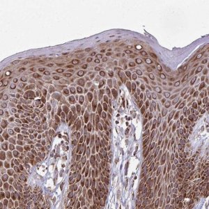 Anti-ZNF219 antibody produced in rabbit 