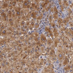 Anti-ZNF229 antibody produced in rabbit 