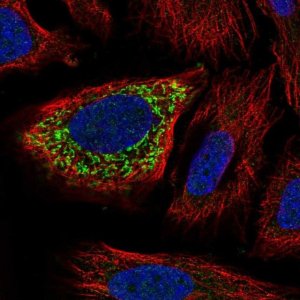 Anti-ZNF230 antibody produced in rabbit 