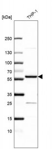 Anti-ZNF230 antibody produced in rabbit 
