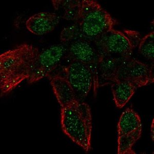 Anti-ZNF232 antibody produced in rabbit 