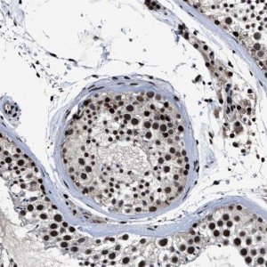Anti-ZNF233 antibody produced in rabbit 
