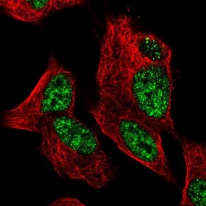 Anti-ZNF233 antibody produced in rabbit 
