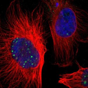 Anti-ZNF234 antibody produced in rabbit 