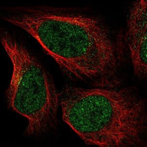 Anti-ZNF235 antibody produced in rabbit 