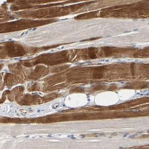 Anti-ZNF236 antibody produced in rabbit 