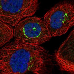 Anti-ZNF25 antibody produced in rabbit 