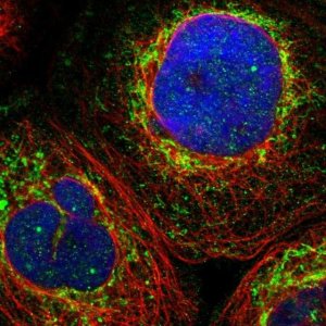 Anti-ZNF26 antibody produced in rabbit HPA018329-100UL