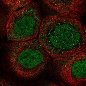 Anti-ZNF260 antibody produced in rabbit 