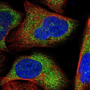 Anti-ZNF263 antibody produced in rabbit 