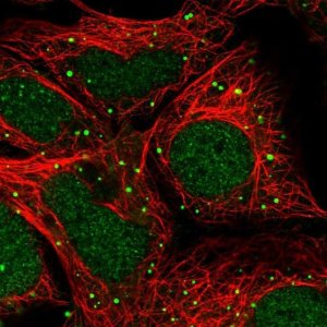 Anti-ZNF266 antibody produced in rabbit 