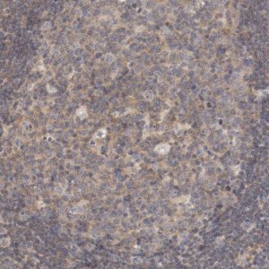 Anti-ZNF267 antibody produced in rabbit 