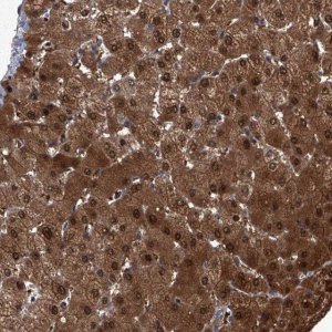 Anti-ZNF274 antibody produced in rabbit 