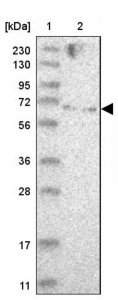 Anti-ZNF274 antibody produced in rabbit 