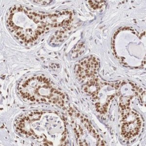 Anti-ZNF275 antibody produced in rabbit 