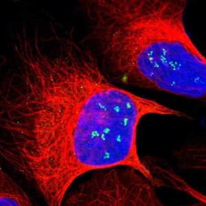 Anti-ZNF275 antibody produced in rabbit 