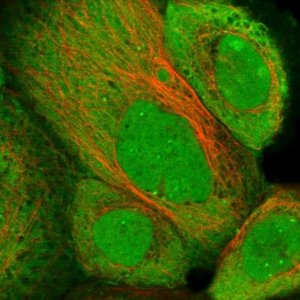 Anti-ZNF276 antibody produced in rabbit 