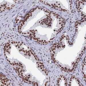 Anti-ZNF280A antibody produced in rabbit 
