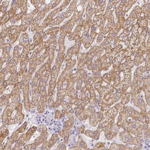 Anti-ZNF280B antibody produced in rabbit 