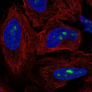 Anti-ZNF286A antibody produced in rabbit 