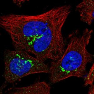 Anti-ZNF287 antibody produced in rabbit 