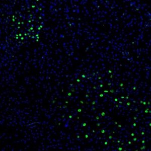 Anti-ZNF3 antibody produced in rabbit 
