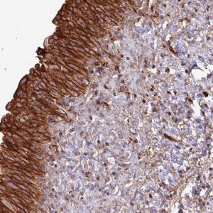 Anti-ZNF300 antibody produced in rabbit HPA051777-100UL