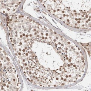 Anti-ZNF318 antibody produced in rabbit 