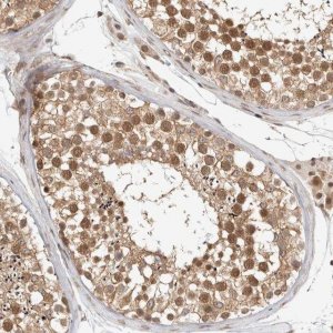 Anti-ZNF318 antibody produced in rabbit 