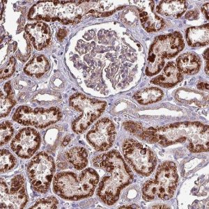 Anti-ZNF322 antibody produced in rabbit 