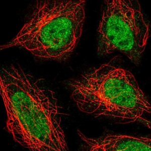 Anti-ZNF326 antibody produced in rabbit 