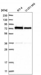 Anti-ZNF326 antibody produced in rabbit 