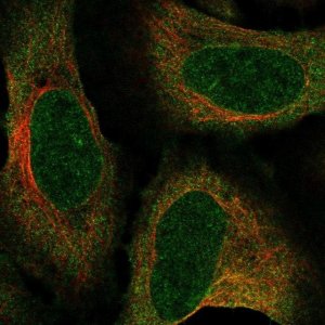 Anti-ZNF329 antibody produced in rabbit 
