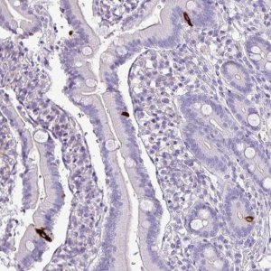 Anti-ZNF334 antibody produced in rabbit 