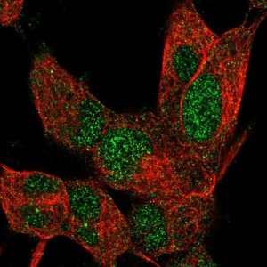Anti-ZNF334 antibody produced in rabbit 