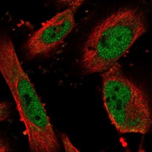 Anti-ZNF343 antibody produced in rabbit 