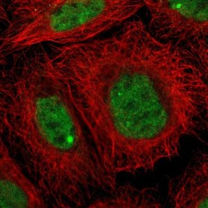 Anti-ZNF350 antibody produced in rabbit HPA001521-100UL