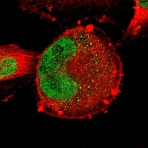 Anti-ZNF367 antibody produced in rabbit 