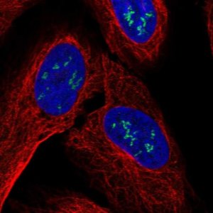 Anti-ZNF385B antibody produced in rabbit 