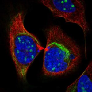Anti-ZNF404 antibody produced in rabbit 
