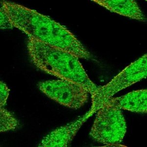 Anti-ZNF407 antibody produced in rabbit 