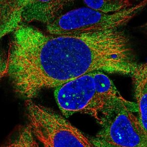 Anti-ZNF416 antibody produced in rabbit 