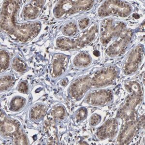 Anti-ZNF419 antibody produced in rabbit 